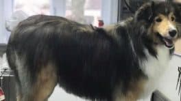 chien au toiletteur