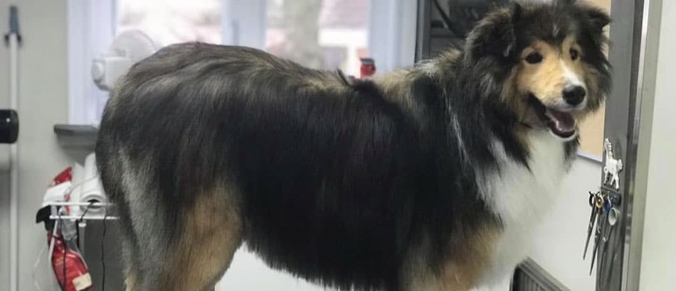 chien au toiletteur