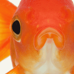 poisson