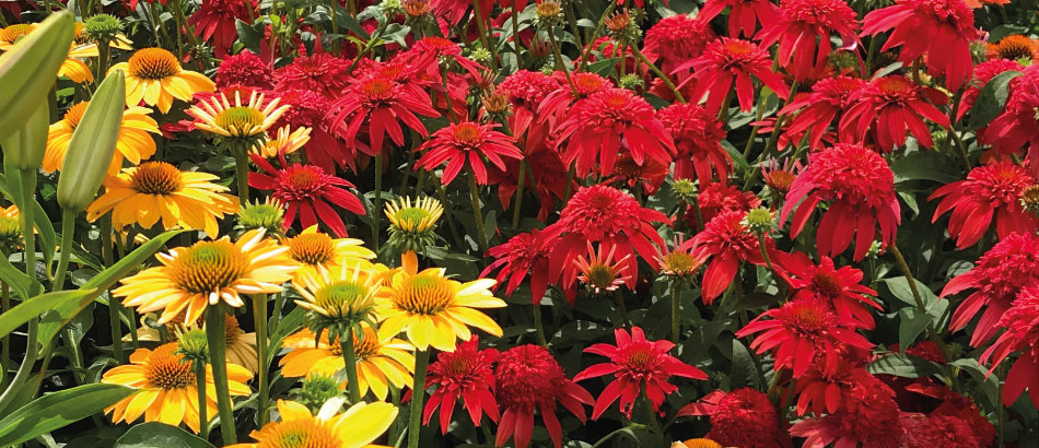 Les jardins gourmands bannière