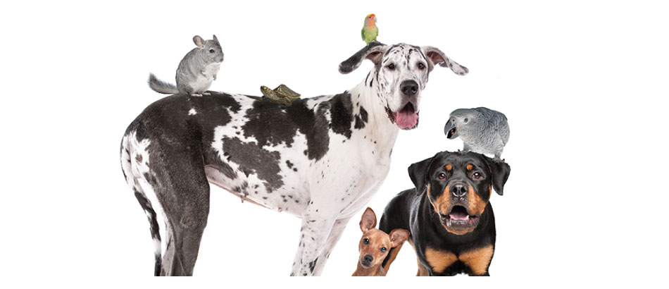 Pitou Minou et Compagnons Mascouche
